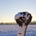 IMG_1199979