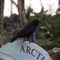 IMG_1201101