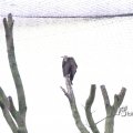 IMG_1201112