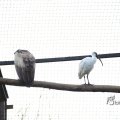 IMG_1201115