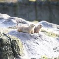 IMG_1201132