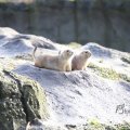 IMG_1201133