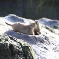 IMG_1201137