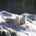 IMG_1201138