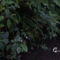 IMG_1201153
