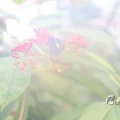 IMG_1201158