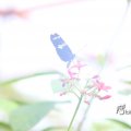 IMG_1201161