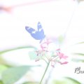IMG_1201162