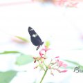 IMG_1201163