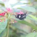 IMG_1201164