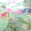 IMG_1201165