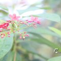 IMG_1201166