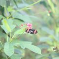 IMG_1201167