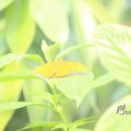 IMG_1201173