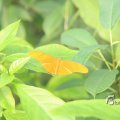 IMG_1201174