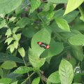 IMG_1201175