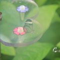 IMG_1201176
