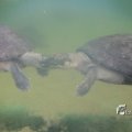 IMG_1201194