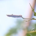 IMG_1201200