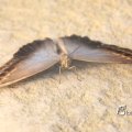 IMG_1201210