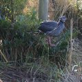 IMG_1201237
