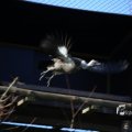 IMG_1201264