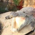 IMG_1201452