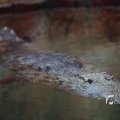 IMG_1201462