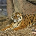 IMG_1201812