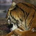 IMG_1201827
