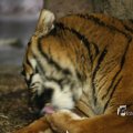 IMG_1201828