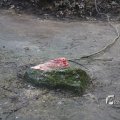 IMG_1202068