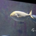 IMG_1202126