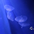 IMG_1202129