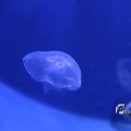 IMG_1202130