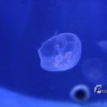 IMG_1202132