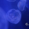 IMG_1202133