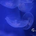 IMG_1202134