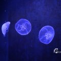 IMG_1202135