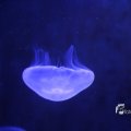 IMG_1202139