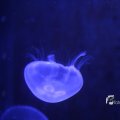 IMG_1202140