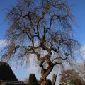 IMG_1207553