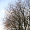 IMG_1207555