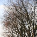 IMG_1207556