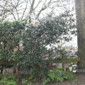 IMG_1217586