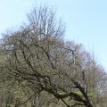 IMG_1220450