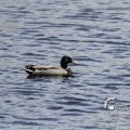 IMG_1220460