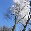 IMG_1220556