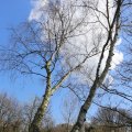 IMG_1220558