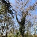 IMG_1220666